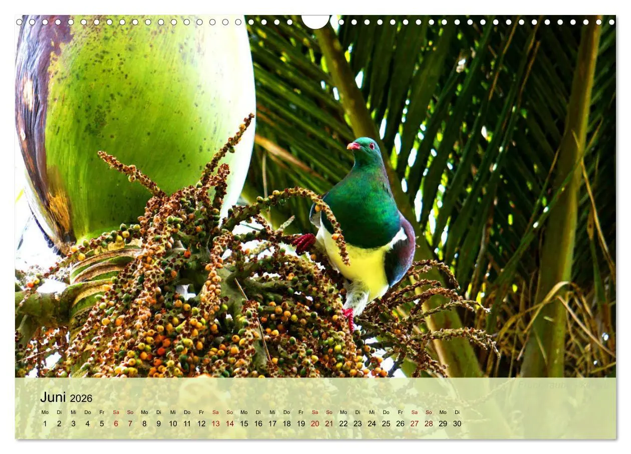 Bild: 9783457773239 | Neuseelands Vogelwelt (Wandkalender 2026 DIN A3 quer), CALVENDO...