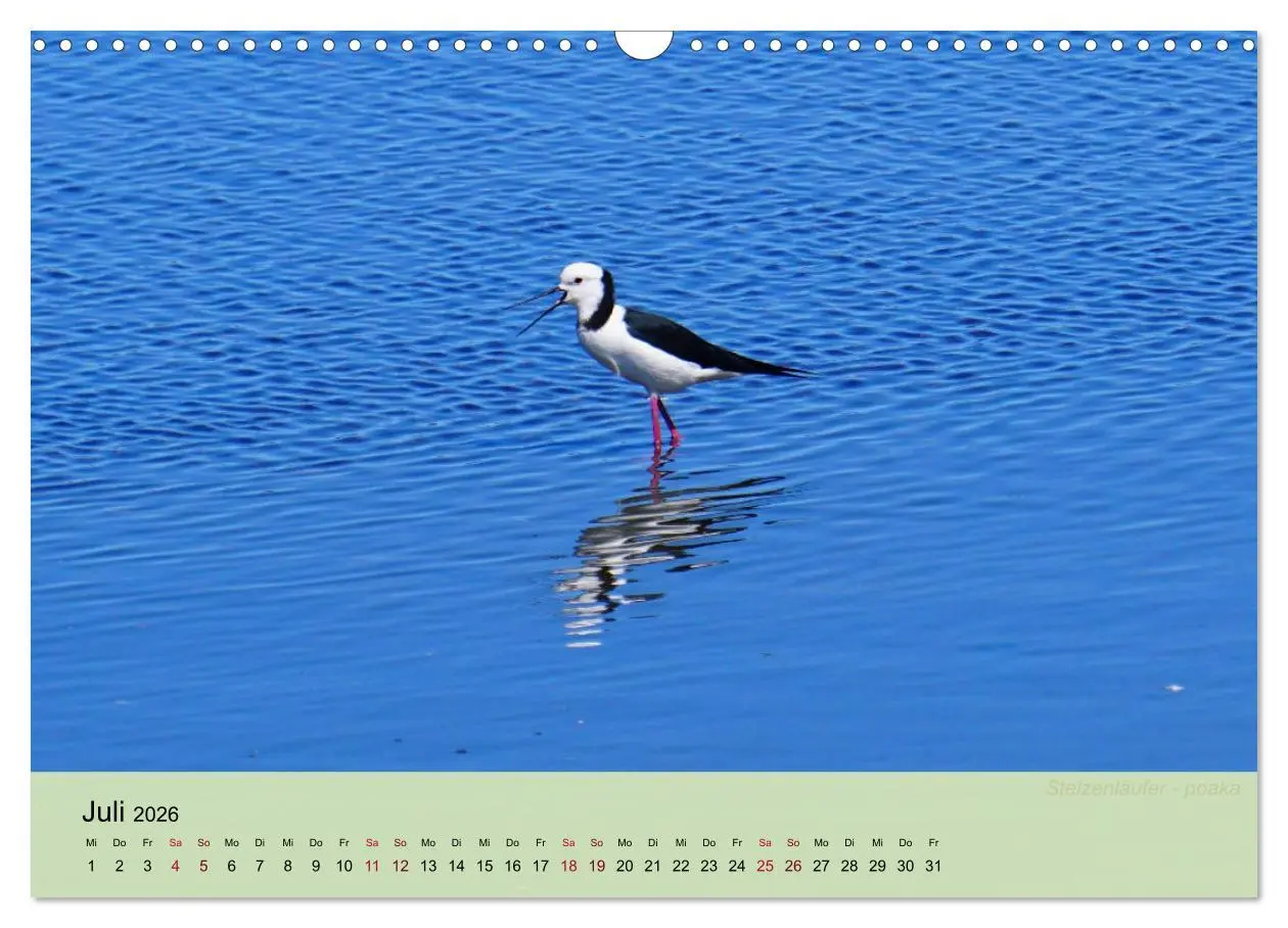 Bild: 9783457773239 | Neuseelands Vogelwelt (Wandkalender 2026 DIN A3 quer), CALVENDO...
