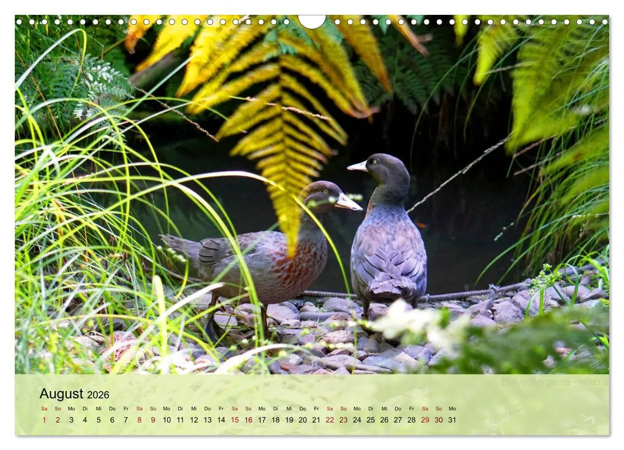 Bild: 9783457773239 | Neuseelands Vogelwelt (Wandkalender 2026 DIN A3 quer), CALVENDO...