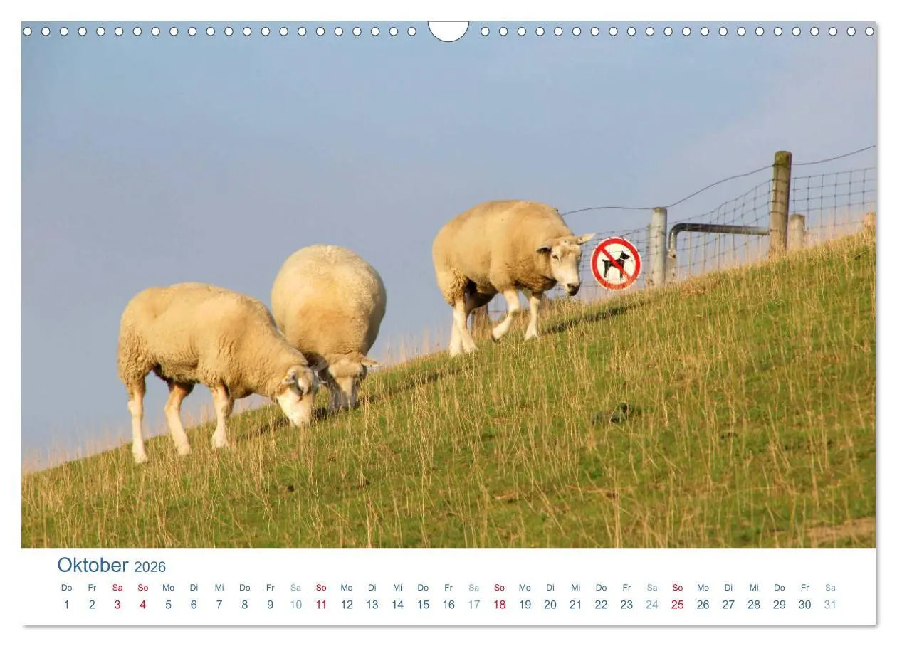 Bild: 9783516093339 | Schafe am Deich 2026. Tierische Impressionen von der Nordseeküste...