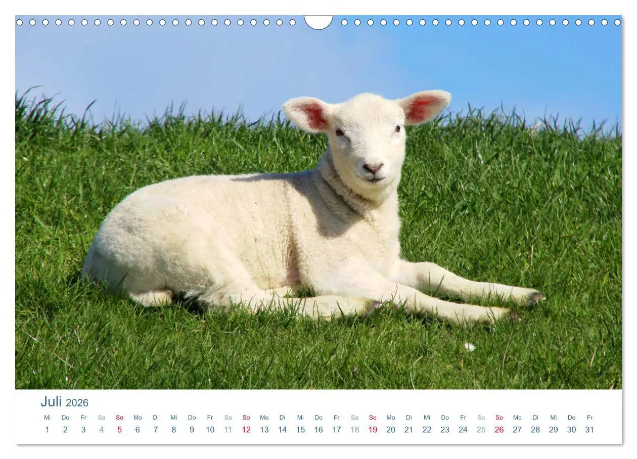 Bild: 9783516093339 | Schafe am Deich 2026. Tierische Impressionen von der Nordseeküste...
