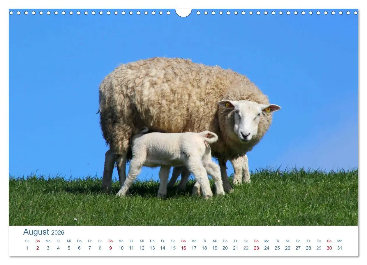 Bild: 9783516093339 | Schafe am Deich 2026. Tierische Impressionen von der Nordseeküste...