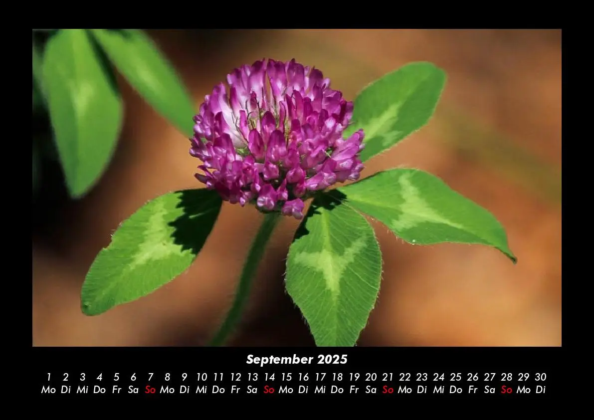 Bild: 9783755993339 | Blumenkalender 2025 Fotokalender DIN A3 | Tobias Becker | Kalender