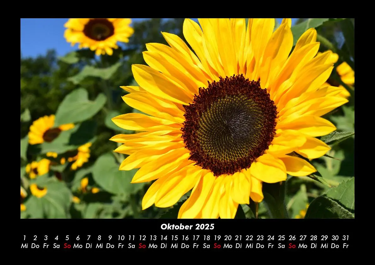 Bild: 9783755993339 | Blumenkalender 2025 Fotokalender DIN A3 | Tobias Becker | Kalender