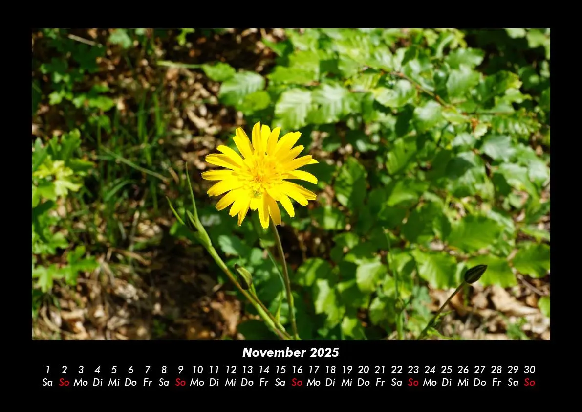 Bild: 9783755993339 | Blumenkalender 2025 Fotokalender DIN A3 | Tobias Becker | Kalender