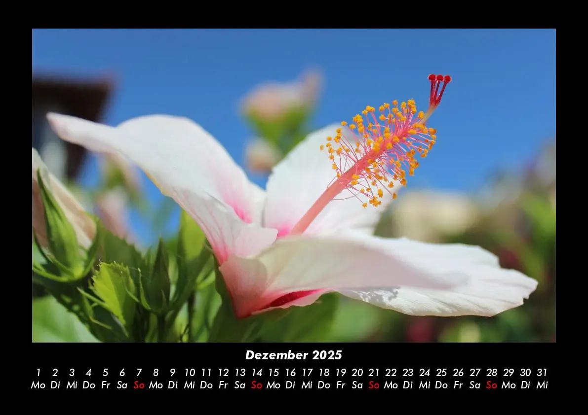 Bild: 9783755993339 | Blumenkalender 2025 Fotokalender DIN A3 | Tobias Becker | Kalender