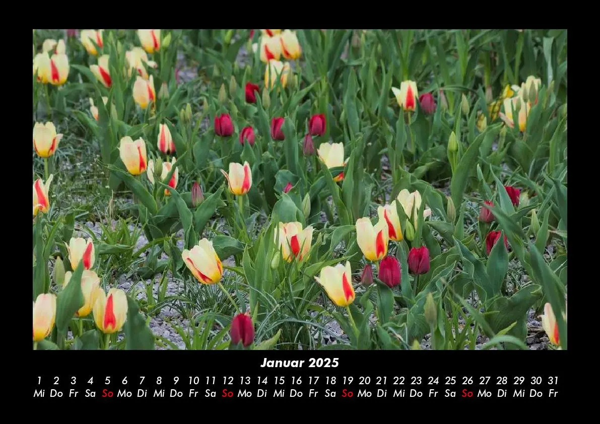 Bild: 9783755993339 | Blumenkalender 2025 Fotokalender DIN A3 | Tobias Becker | Kalender