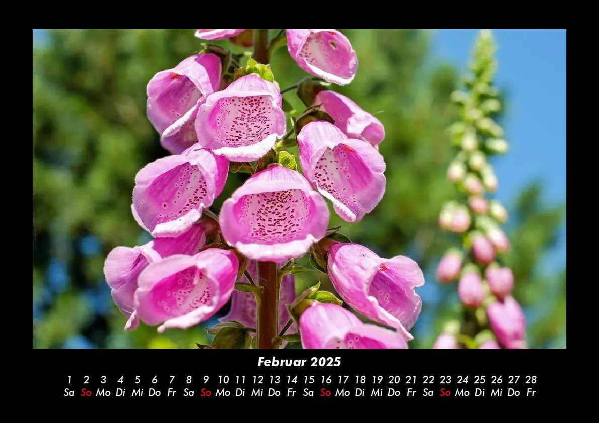 Bild: 9783755993339 | Blumenkalender 2025 Fotokalender DIN A3 | Tobias Becker | Kalender