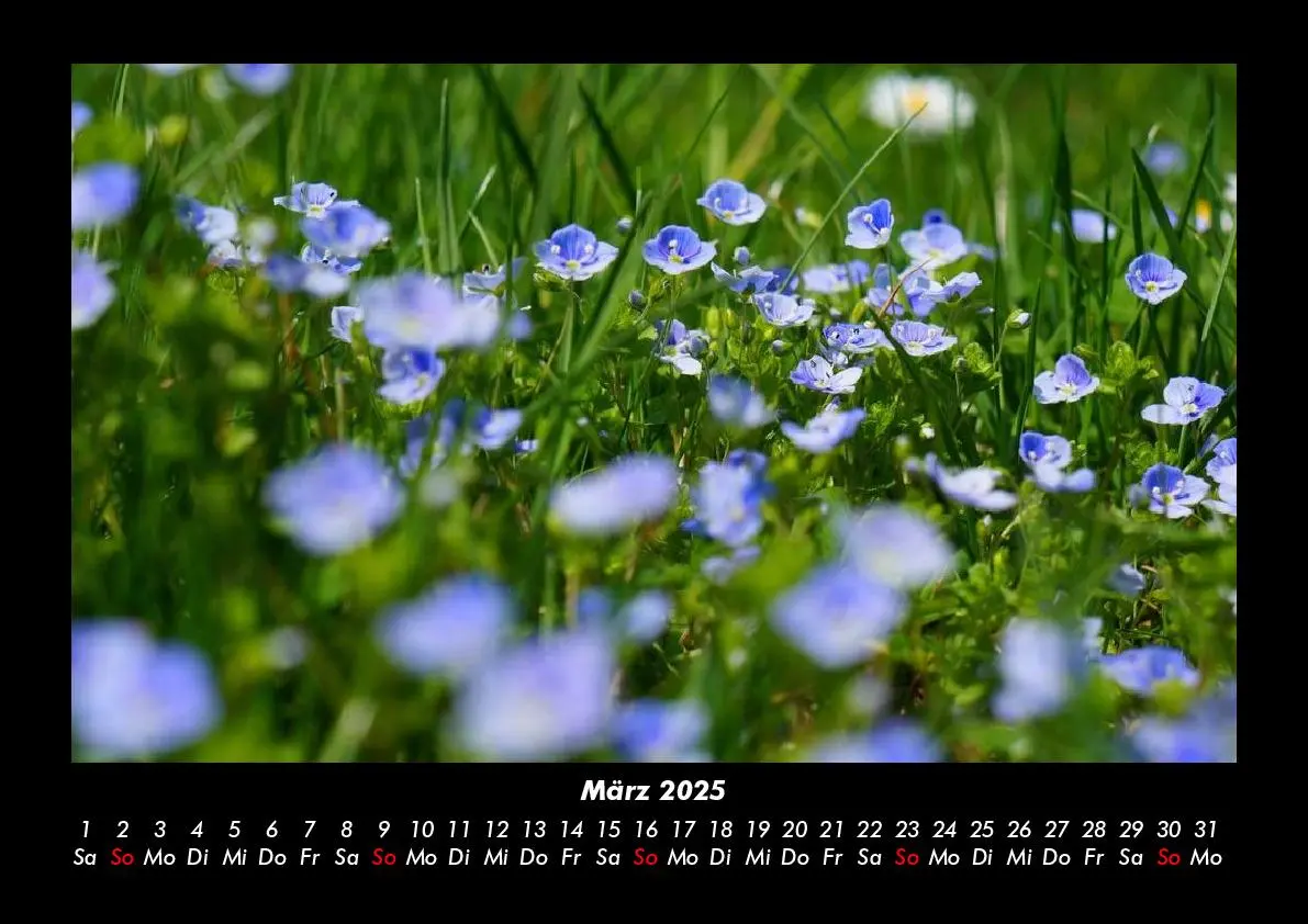 Bild: 9783755993339 | Blumenkalender 2025 Fotokalender DIN A3 | Tobias Becker | Kalender