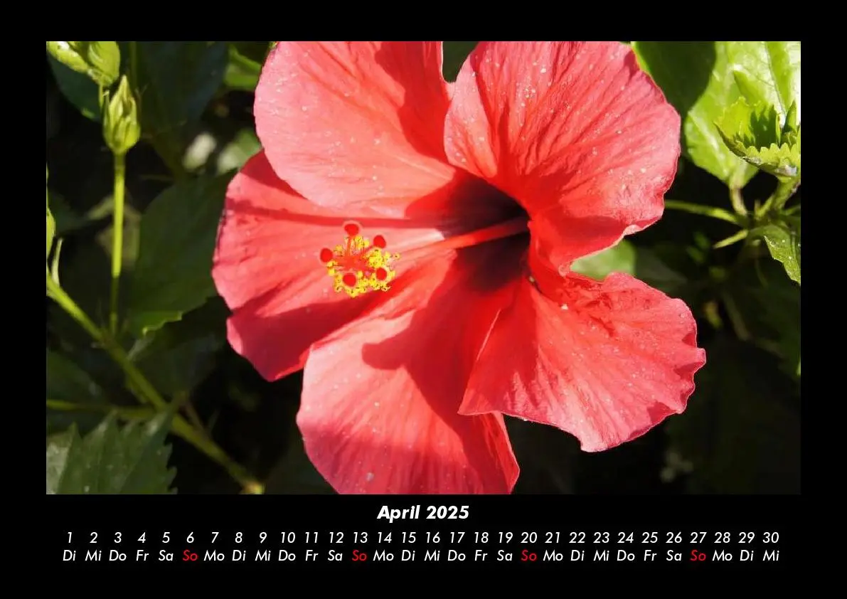 Bild: 9783755993339 | Blumenkalender 2025 Fotokalender DIN A3 | Tobias Becker | Kalender