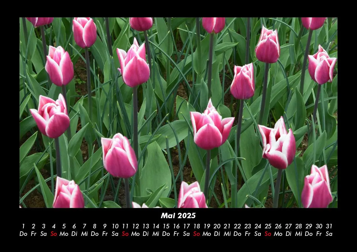 Bild: 9783755993339 | Blumenkalender 2025 Fotokalender DIN A3 | Tobias Becker | Kalender