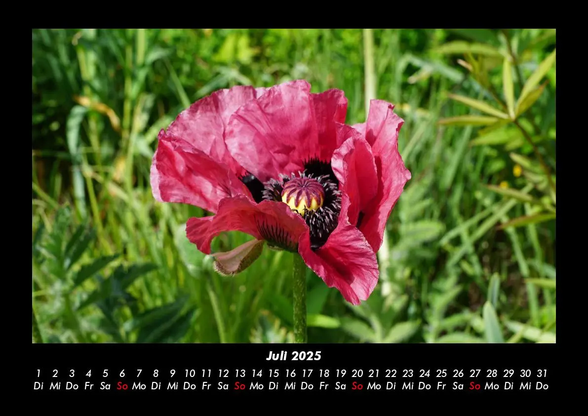 Bild: 9783755993339 | Blumenkalender 2025 Fotokalender DIN A3 | Tobias Becker | Kalender