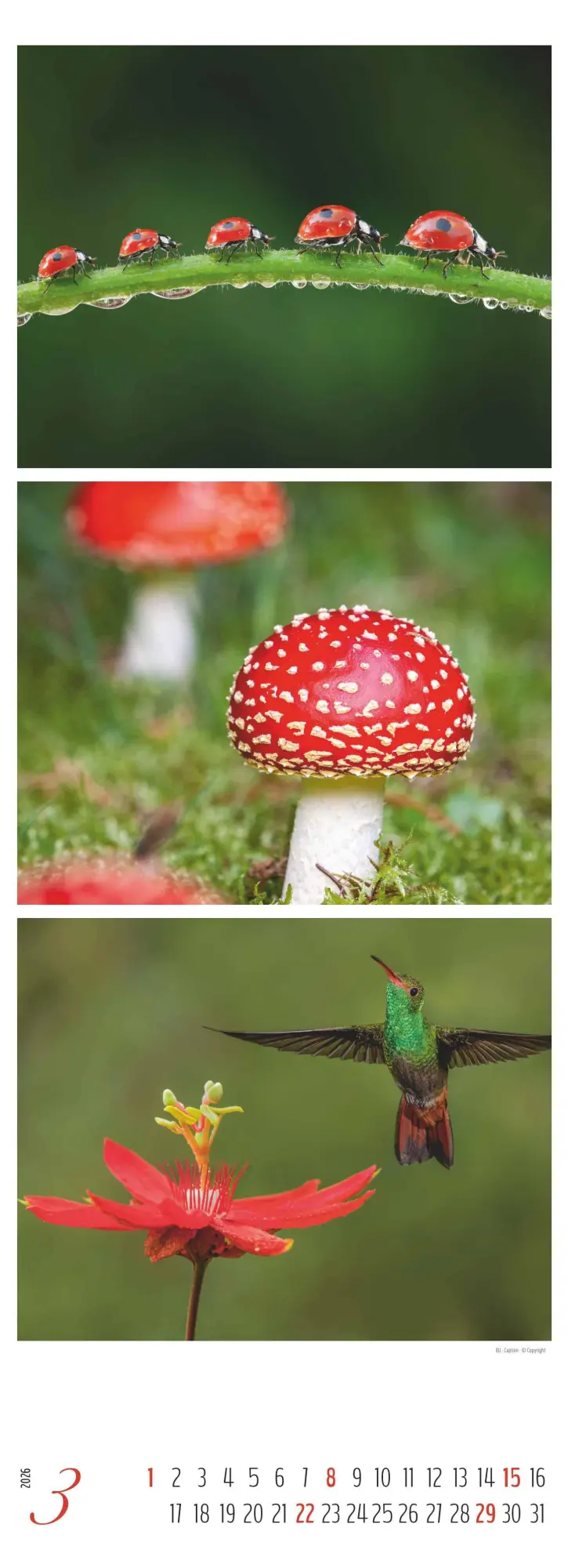 Bild: 4069095003439 | Colours of Nature - Triplets 2026 - Streifenkalender XXL 25x69 cm -...