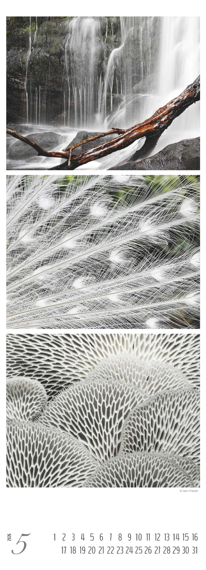 Bild: 4069095003439 | Colours of Nature - Triplets 2026 - Streifenkalender XXL 25x69 cm -...