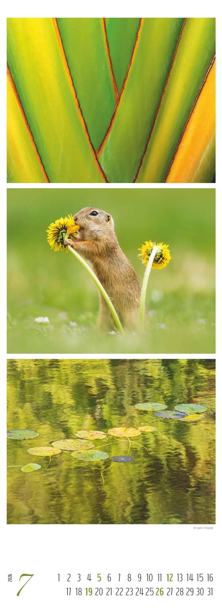 Bild: 4069095003439 | Colours of Nature - Triplets 2026 - Streifenkalender XXL 25x69 cm -...