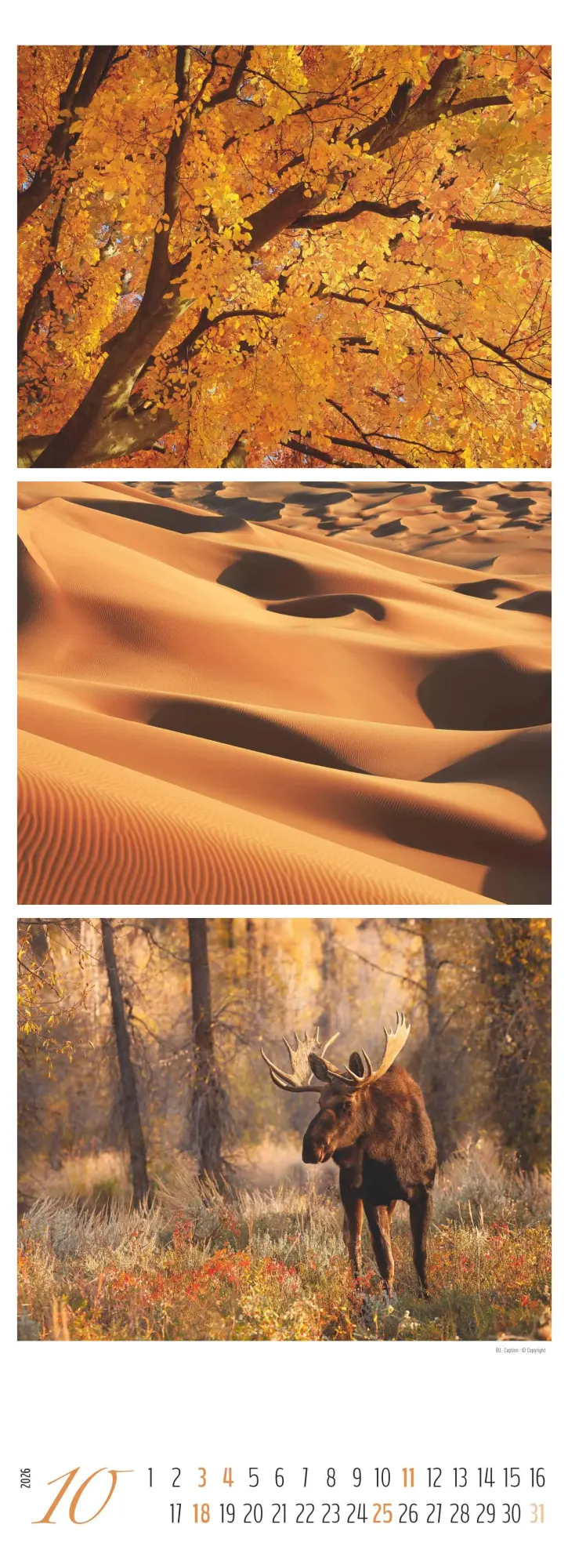 Bild: 4069095003439 | Colours of Nature - Triplets 2026 - Streifenkalender XXL 25x69 cm -...