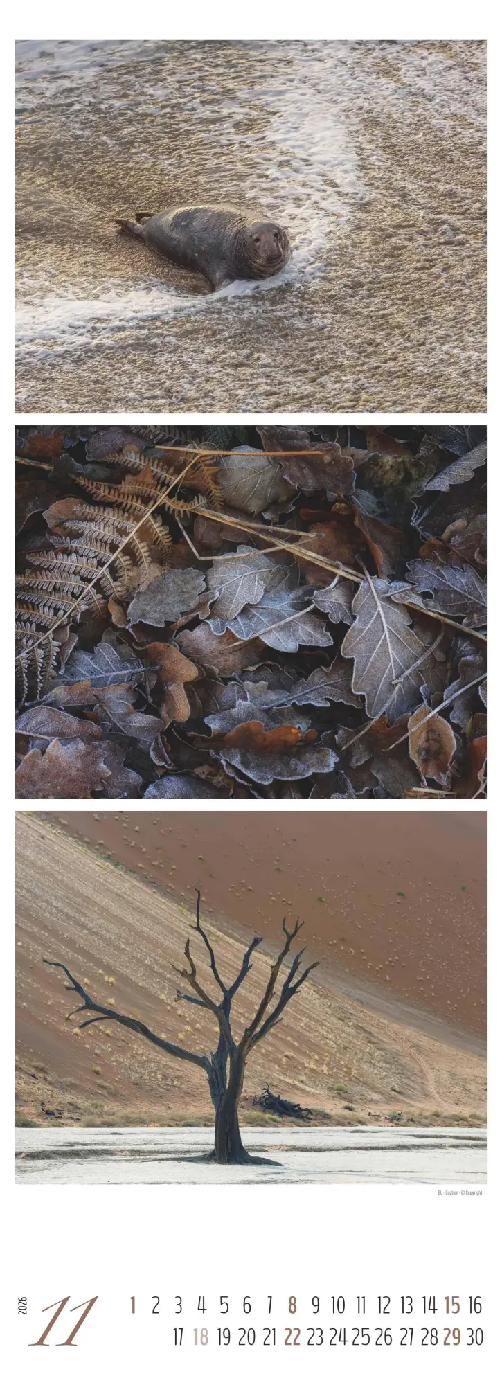 Bild: 4069095003439 | Colours of Nature - Triplets 2026 - Streifenkalender XXL 25x69 cm -...