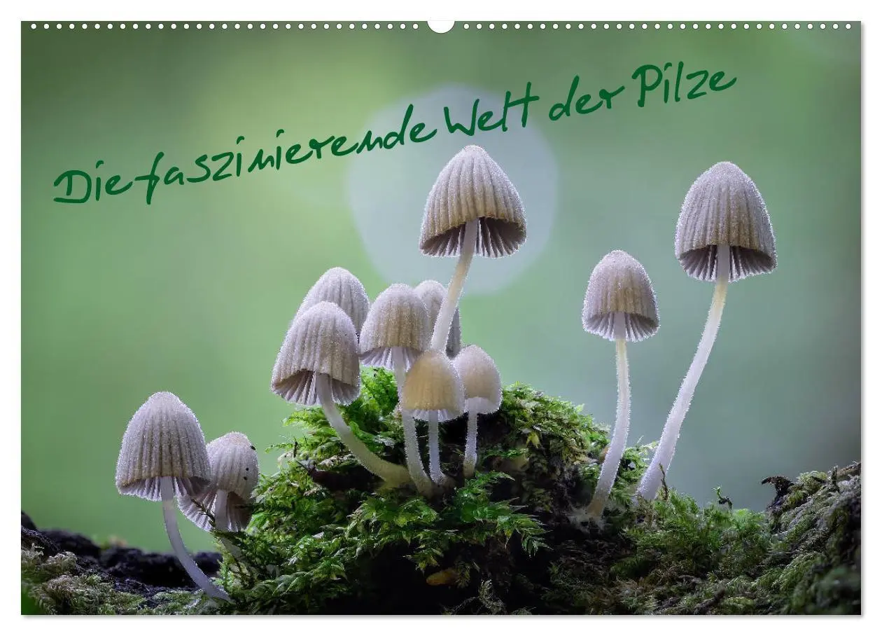 Cover: 9783457683439 | Die faszinierende Welt der Pilze (Wandkalender 2026 DIN A2 quer),...