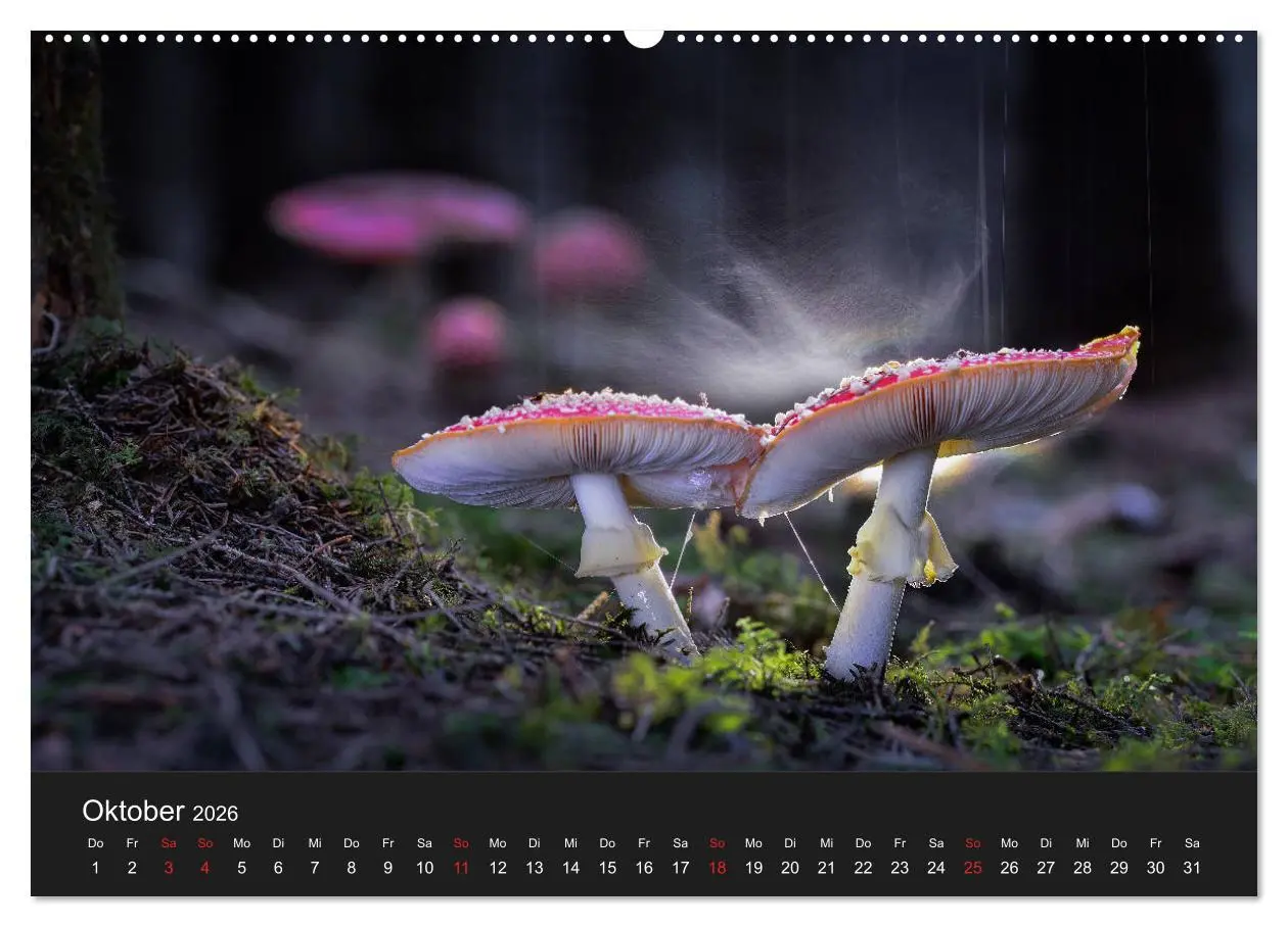Bild: 9783457683439 | Die faszinierende Welt der Pilze (Wandkalender 2026 DIN A2 quer),...
