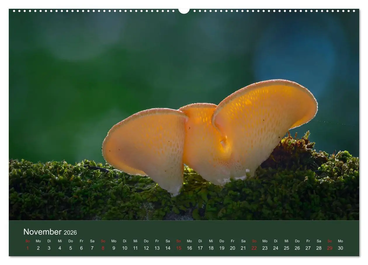 Bild: 9783457683439 | Die faszinierende Welt der Pilze (Wandkalender 2026 DIN A2 quer),...