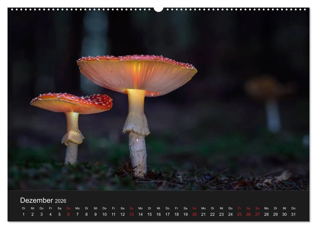 Bild: 9783457683439 | Die faszinierende Welt der Pilze (Wandkalender 2026 DIN A2 quer),...