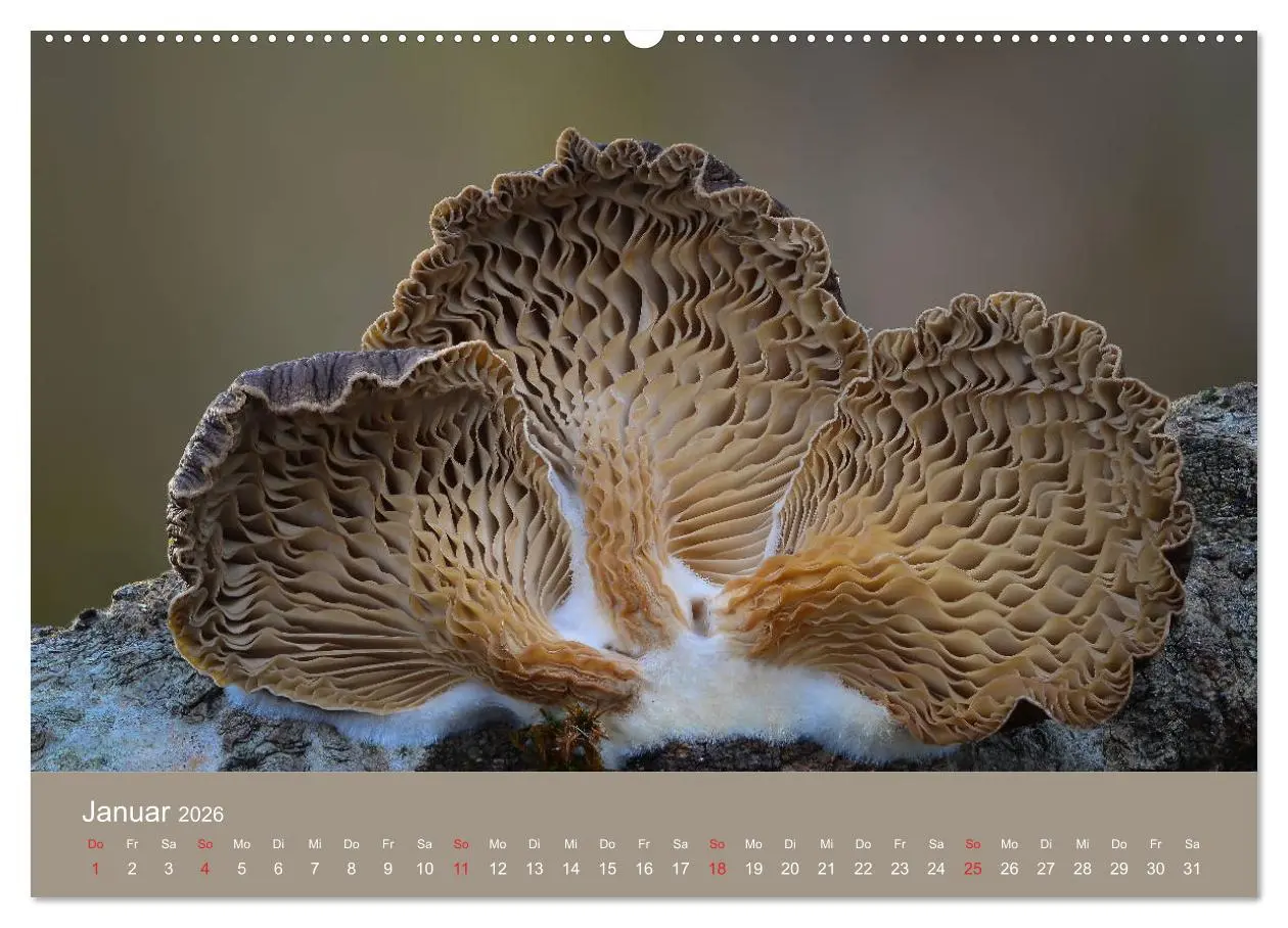 Bild: 9783457683439 | Die faszinierende Welt der Pilze (Wandkalender 2026 DIN A2 quer),...
