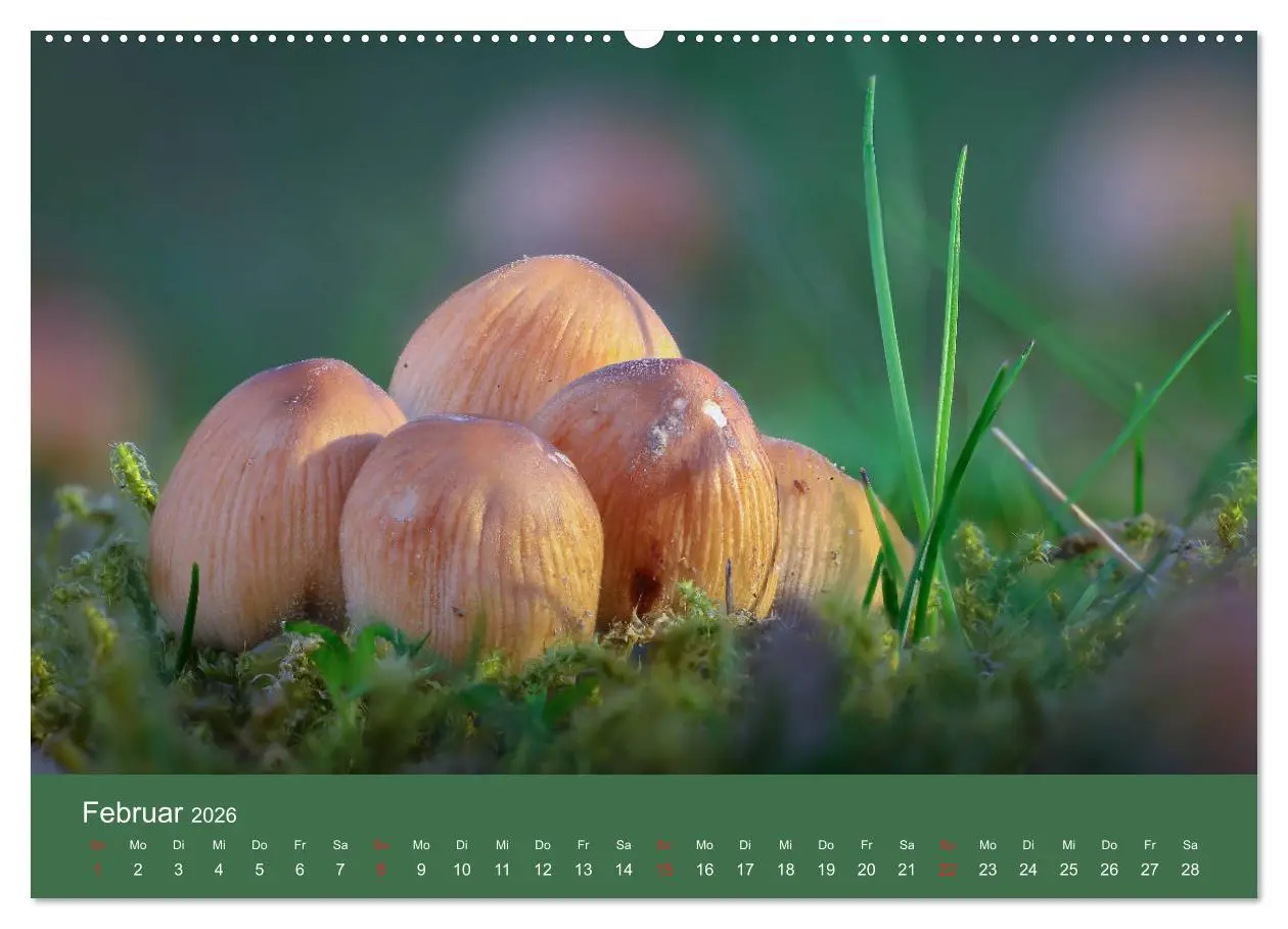 Bild: 9783457683439 | Die faszinierende Welt der Pilze (Wandkalender 2026 DIN A2 quer),...