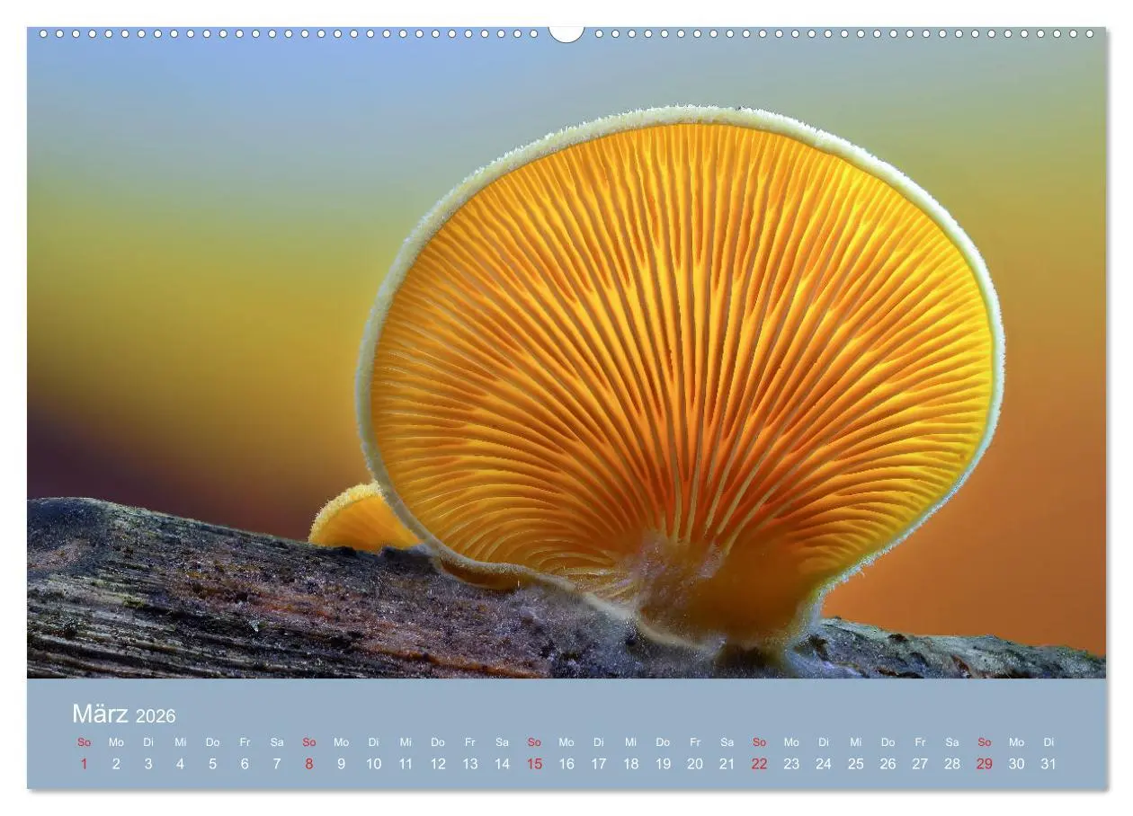 Bild: 9783457683439 | Die faszinierende Welt der Pilze (Wandkalender 2026 DIN A2 quer),...