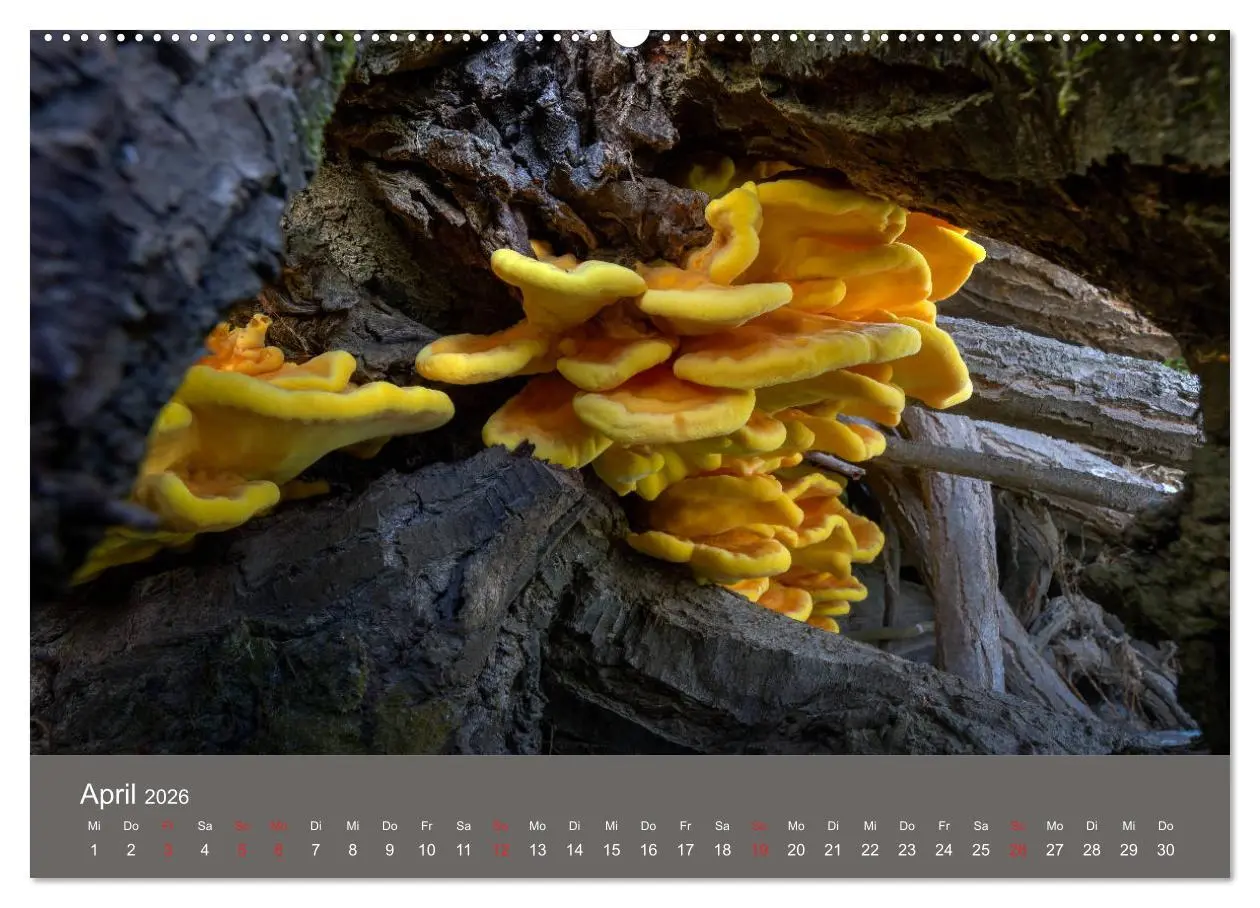 Bild: 9783457683439 | Die faszinierende Welt der Pilze (Wandkalender 2026 DIN A2 quer),...