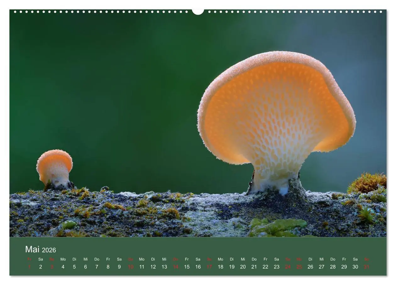 Bild: 9783457683439 | Die faszinierende Welt der Pilze (Wandkalender 2026 DIN A2 quer),...