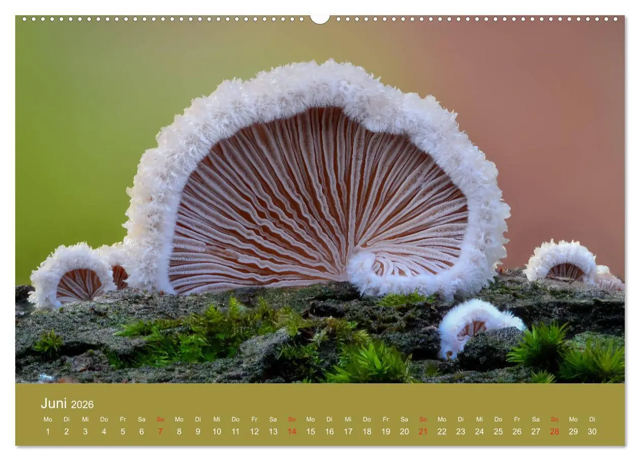 Bild: 9783457683439 | Die faszinierende Welt der Pilze (Wandkalender 2026 DIN A2 quer),...