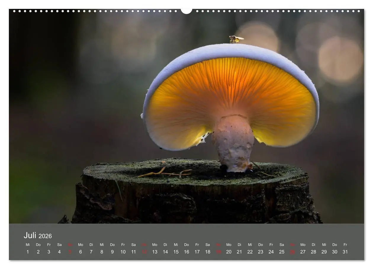 Bild: 9783457683439 | Die faszinierende Welt der Pilze (Wandkalender 2026 DIN A2 quer),...
