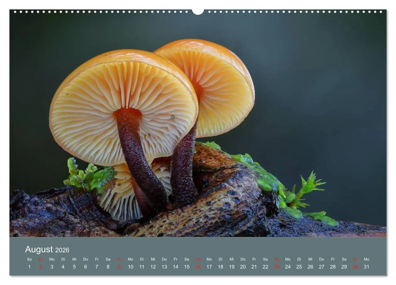 Bild: 9783457683439 | Die faszinierende Welt der Pilze (Wandkalender 2026 DIN A2 quer),...