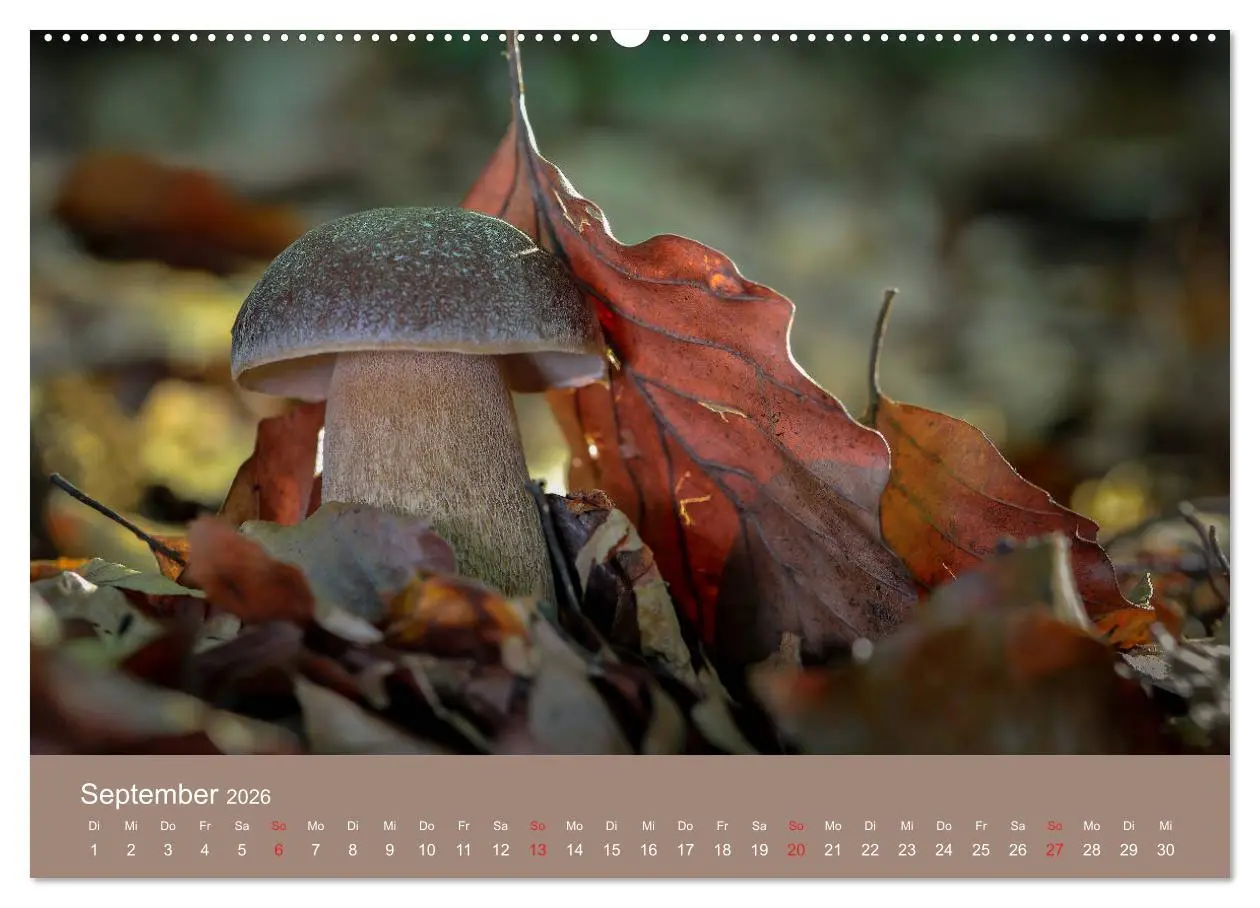 Bild: 9783457683439 | Die faszinierende Welt der Pilze (Wandkalender 2026 DIN A2 quer),...
