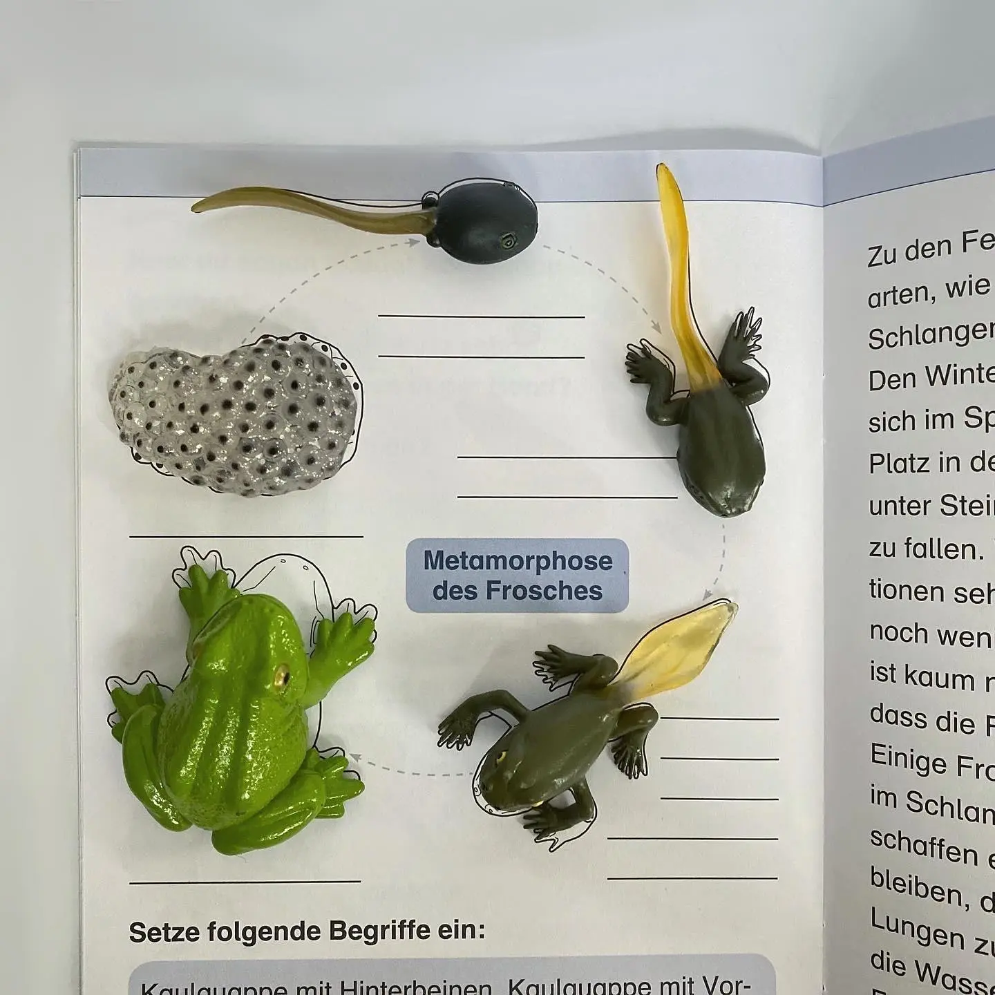 Bild: 9783939293439 | Ich kenne den Frosch - Lebenszyklus | Katrin Langhans | Taschenbuch