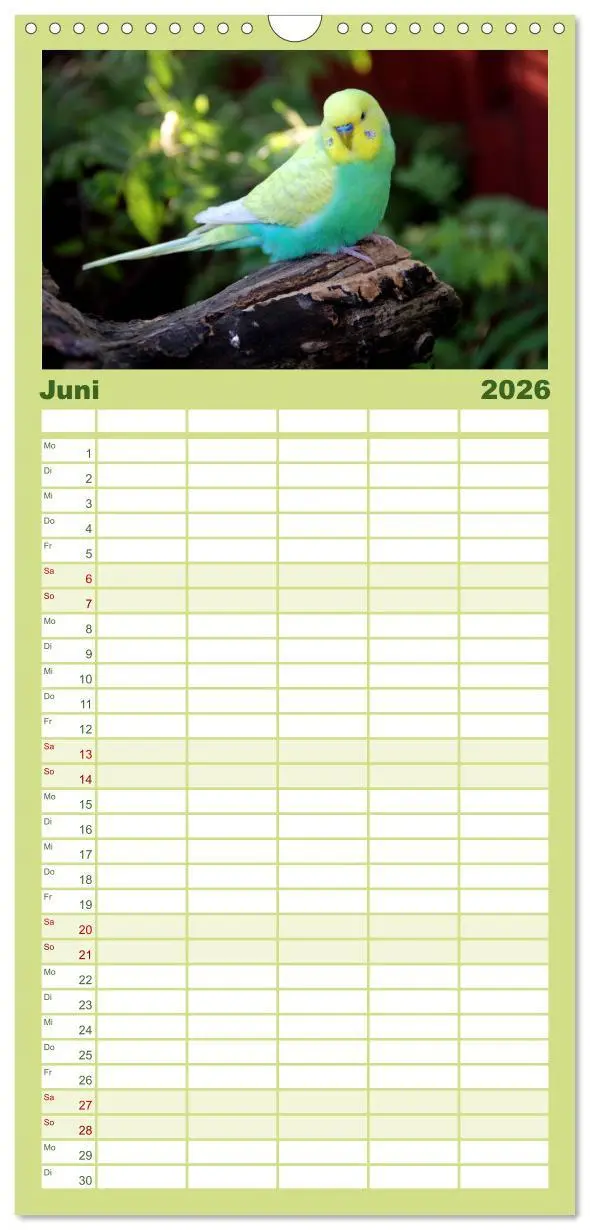 Bild: 9783516523539 | Familienplaner 2026 - Wellensittiche - Naturkalender mit 5 Spalten...