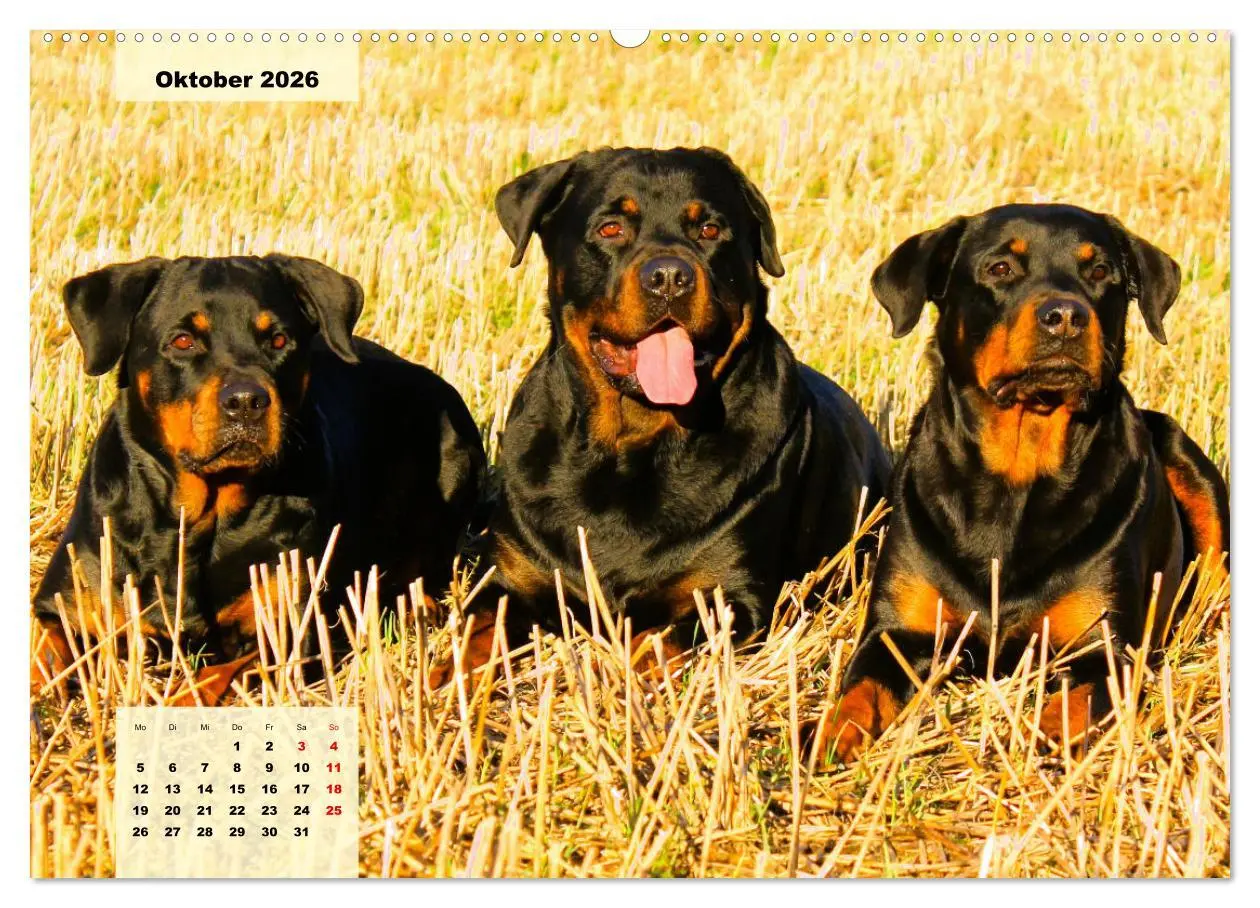 Bild: 9783457423639 | Mein Rottweiler. Nervenstarker Gebrauchs- und Begleithund...