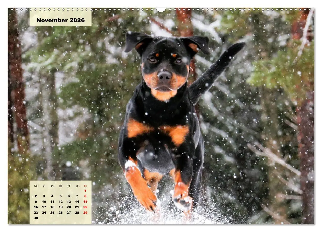 Bild: 9783457423639 | Mein Rottweiler. Nervenstarker Gebrauchs- und Begleithund...