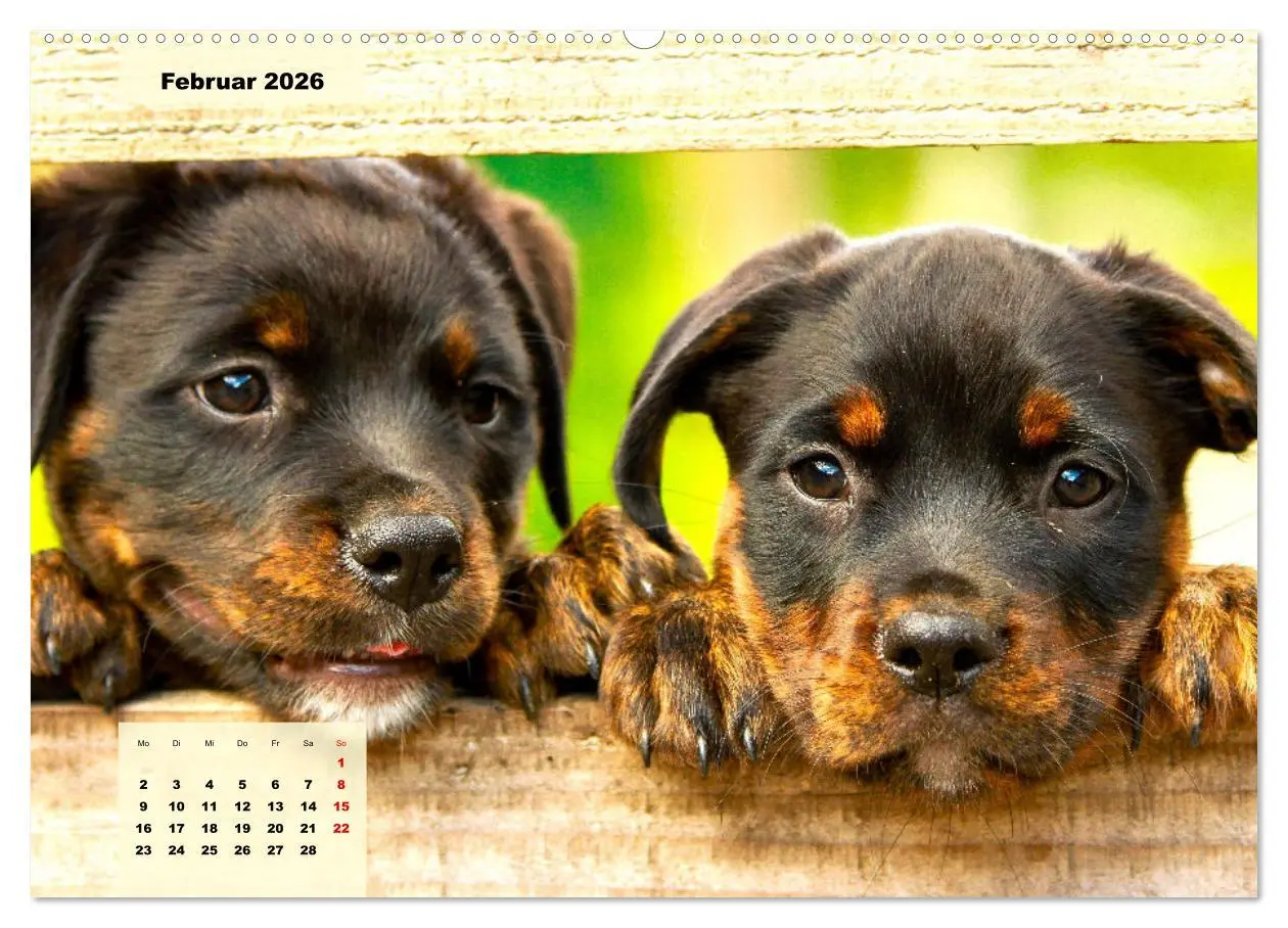 Bild: 9783457423639 | Mein Rottweiler. Nervenstarker Gebrauchs- und Begleithund...