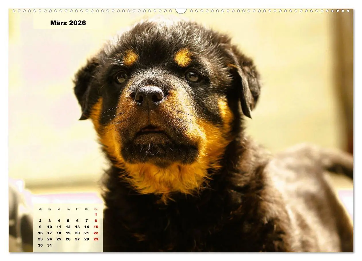 Bild: 9783457423639 | Mein Rottweiler. Nervenstarker Gebrauchs- und Begleithund...