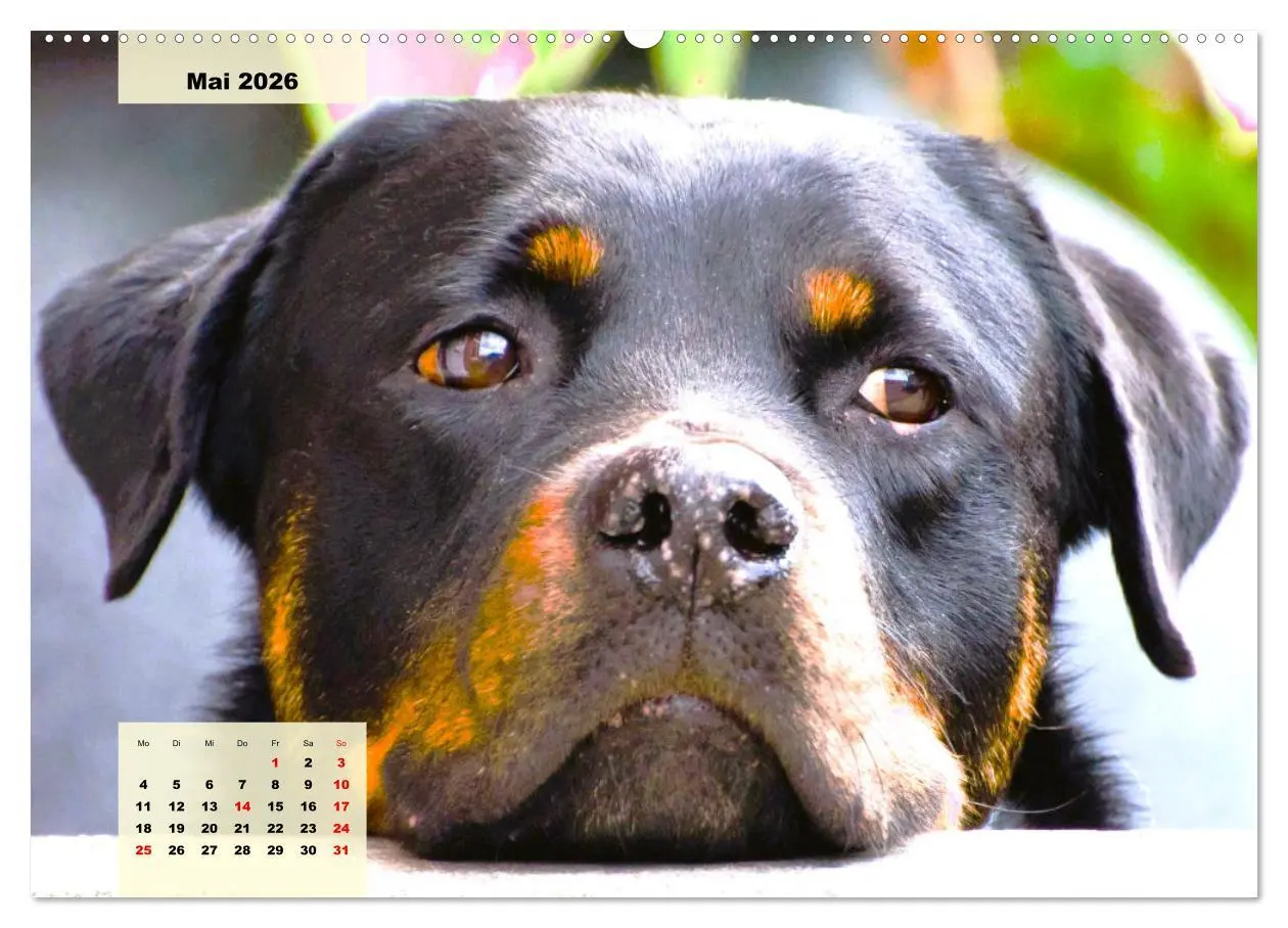 Bild: 9783457423639 | Mein Rottweiler. Nervenstarker Gebrauchs- und Begleithund...