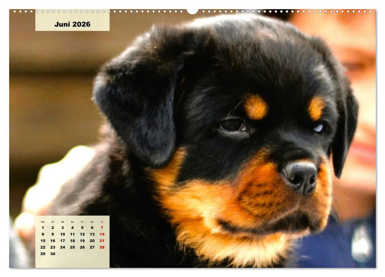 Bild: 9783457423639 | Mein Rottweiler. Nervenstarker Gebrauchs- und Begleithund...
