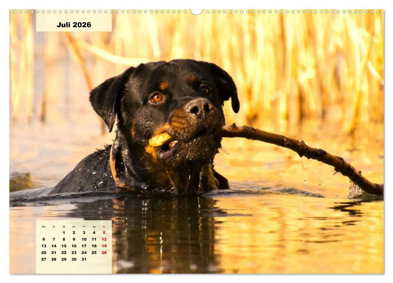 Bild: 9783457423639 | Mein Rottweiler. Nervenstarker Gebrauchs- und Begleithund...