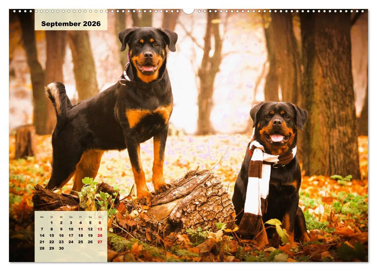 Bild: 9783457423639 | Mein Rottweiler. Nervenstarker Gebrauchs- und Begleithund...