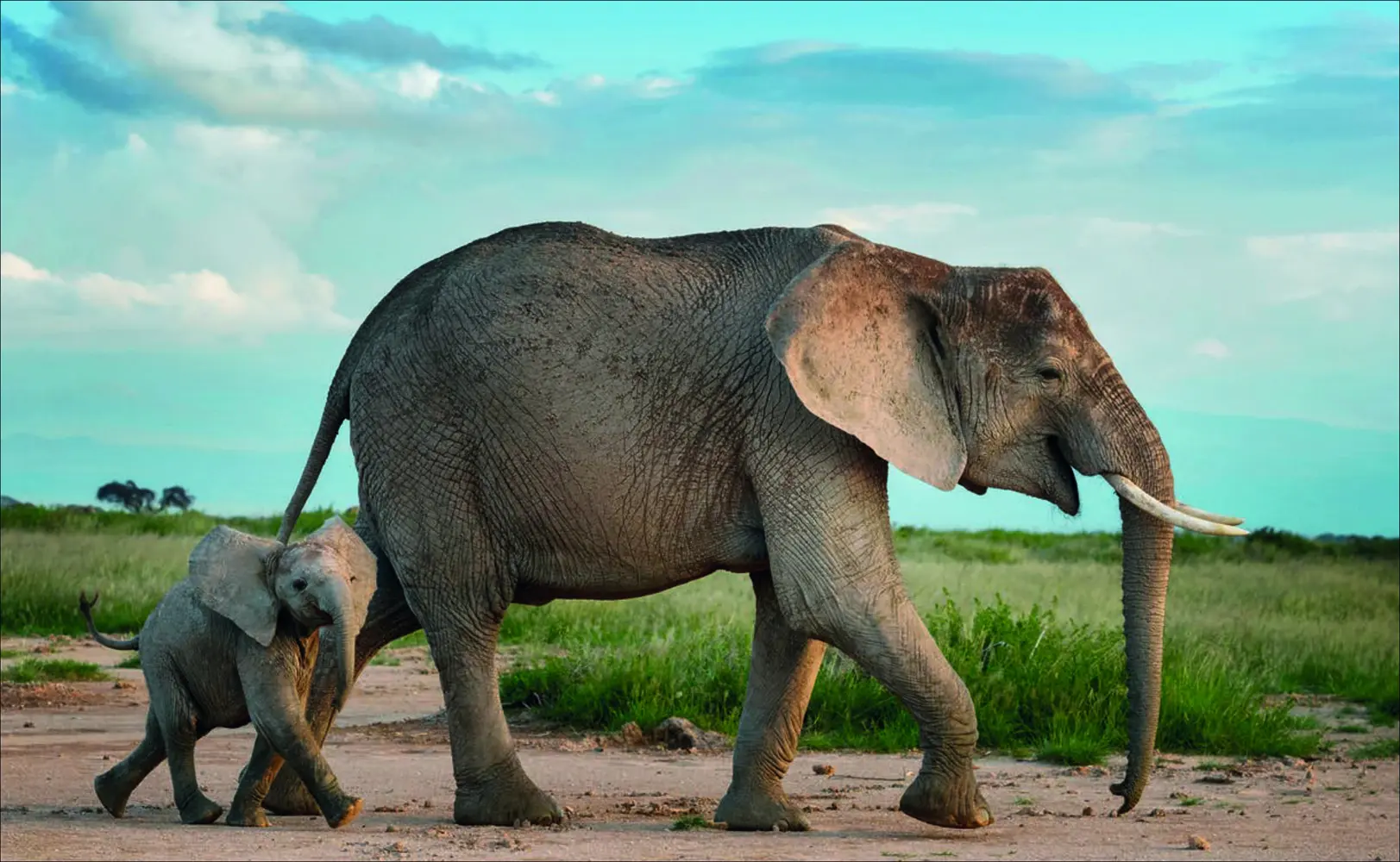 Bild: 9783777433639 | Terrible Beauty: Elephant - Human - Ivory | Schloss | Buch | 200 S.