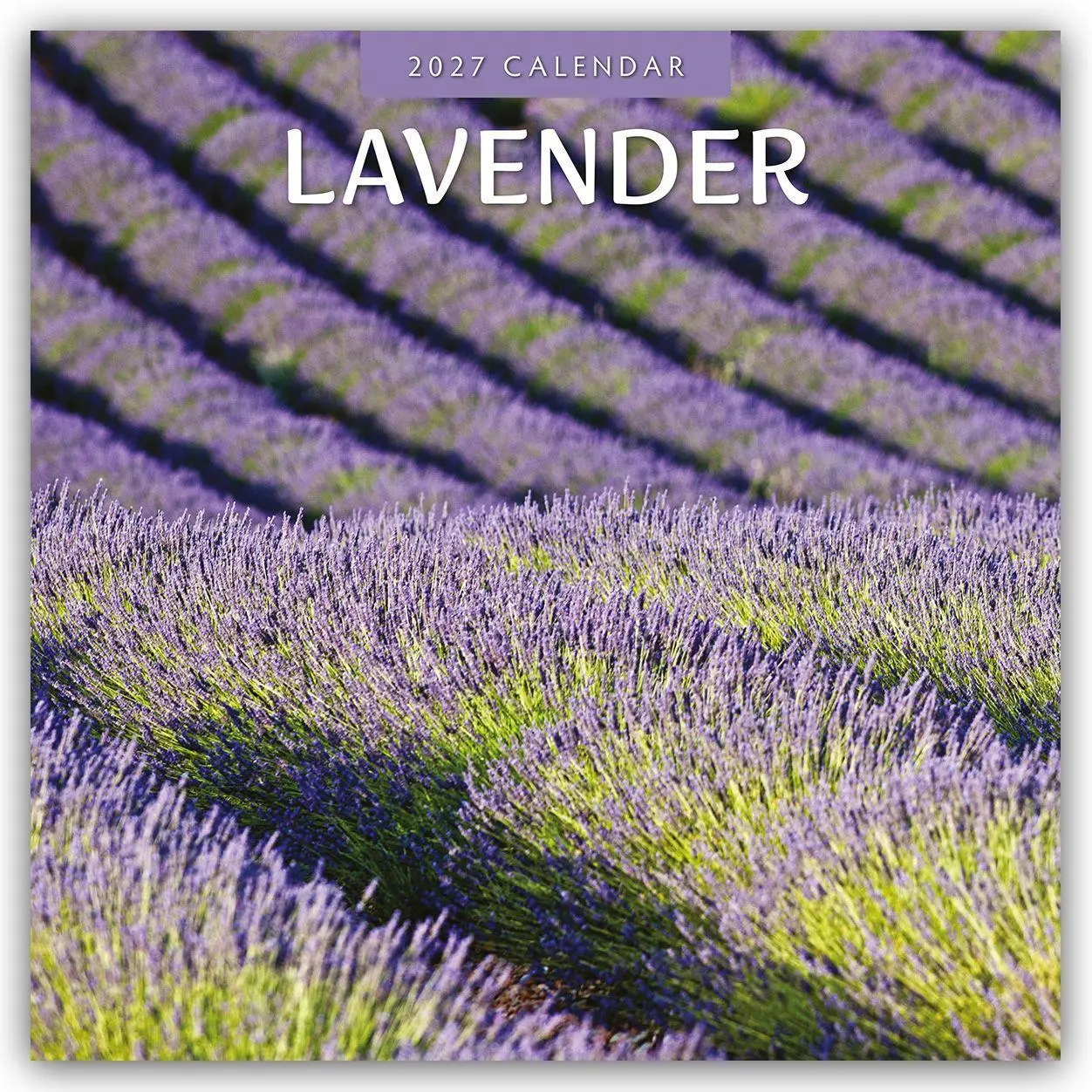 Cover: 9781837013739 | Lavender - Lavendel 2027 - 16-Monatskalender | Robin Red | Kalender