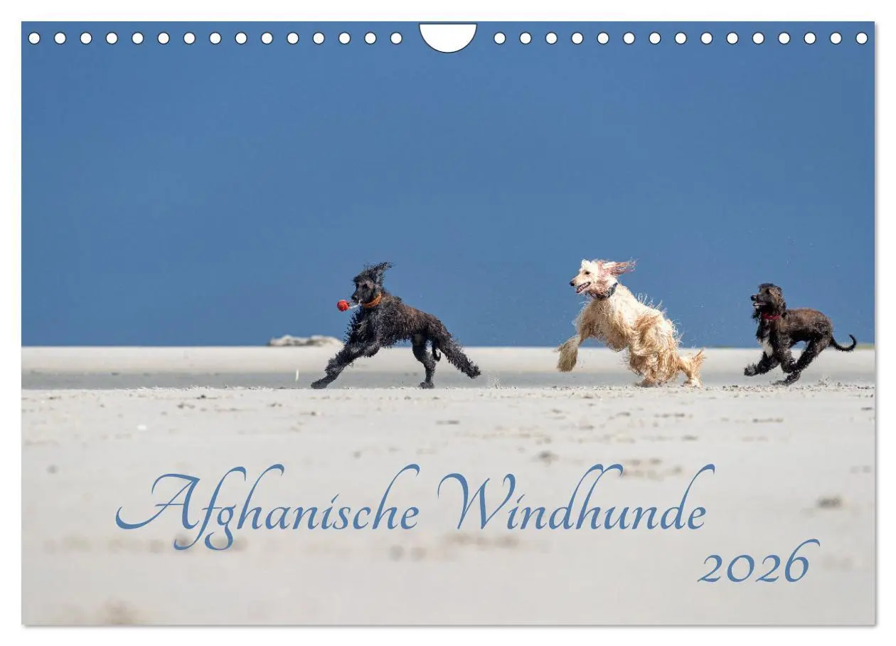 Cover: 9783457883839 | AFGHANISCHE WINDHUNDE 2026 (Wandkalender 2026 DIN A4 quer),...