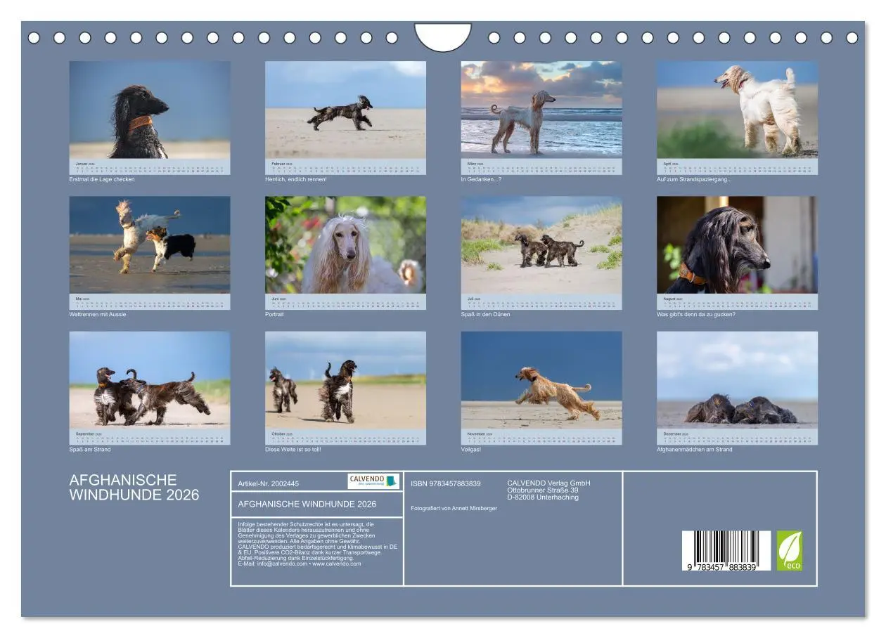 Bild: 9783457883839 | AFGHANISCHE WINDHUNDE 2026 (Wandkalender 2026 DIN A4 quer),...
