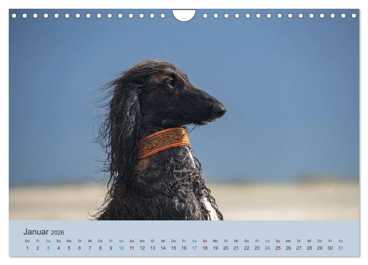 Bild: 9783457883839 | AFGHANISCHE WINDHUNDE 2026 (Wandkalender 2026 DIN A4 quer),...