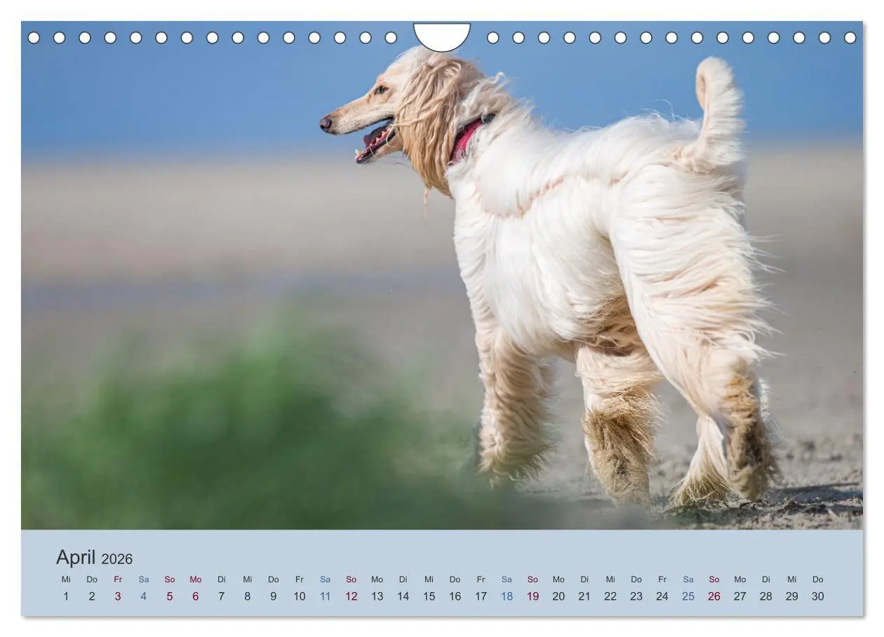Bild: 9783457883839 | AFGHANISCHE WINDHUNDE 2026 (Wandkalender 2026 DIN A4 quer),...